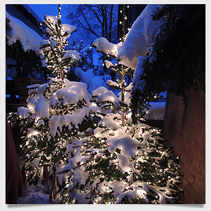 Weihnachtsbäume bei Ottmar Eckart in Niederstaufen Allgäu