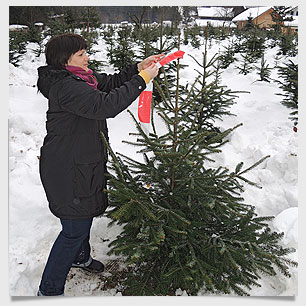 Weihnachtsbaum selber aussuchen und sägen