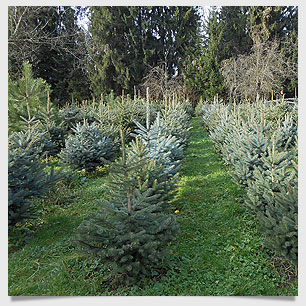 Weihnachtsbaumverkauf Lindau Bodensee