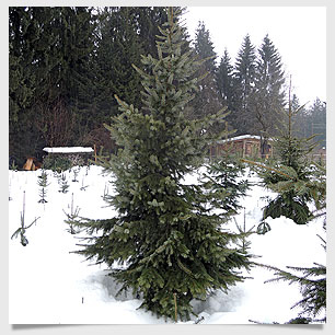 Die Serbische Fichte, wie in Lindau Bodensee Rathaus Christbaum Lindau Bodensee